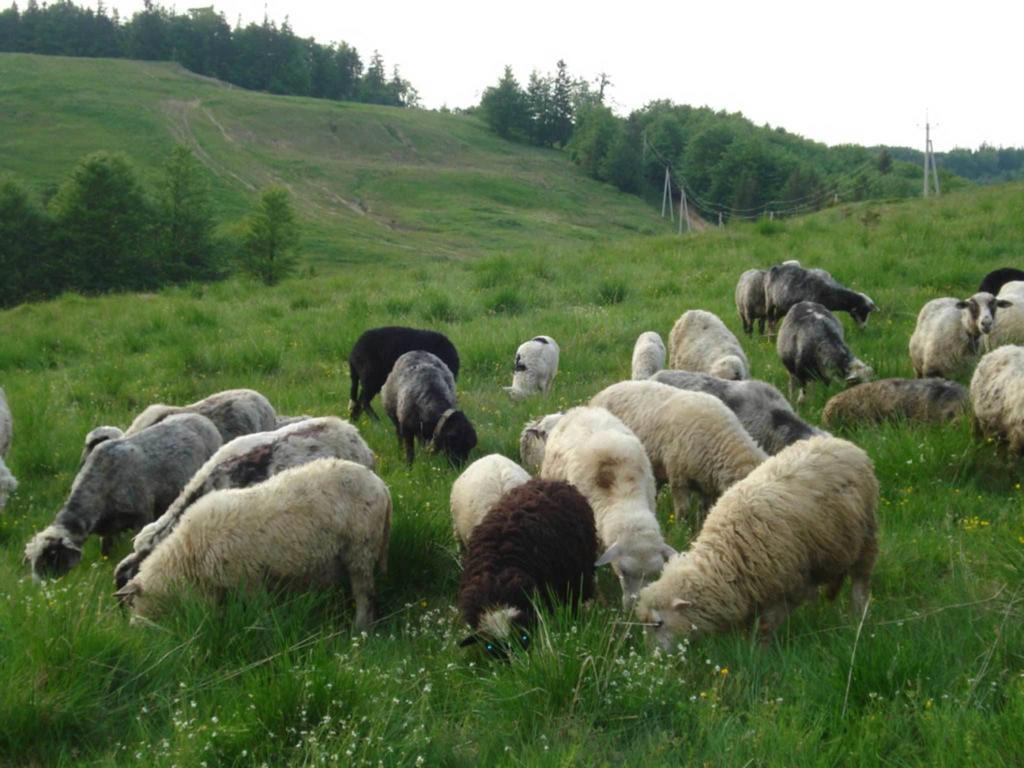 Готель Добрій فوروختا المظهر الخارجي الصورة